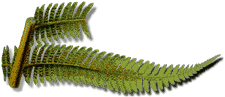 Cyathea medullaris